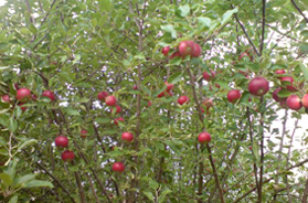 ÄppelTräd