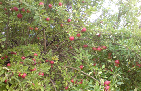 ÄppelTräd