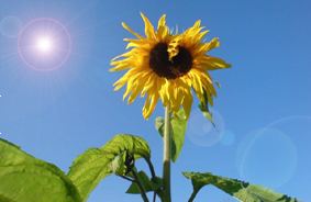 SolRos